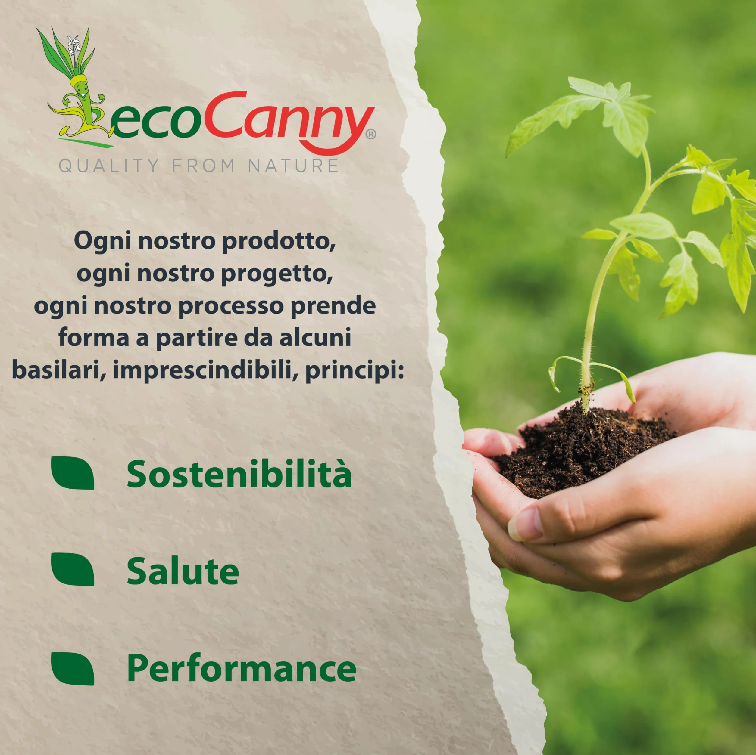 Coltelli in Legno di Betulla 160mm Compostabili 100 Pezzi