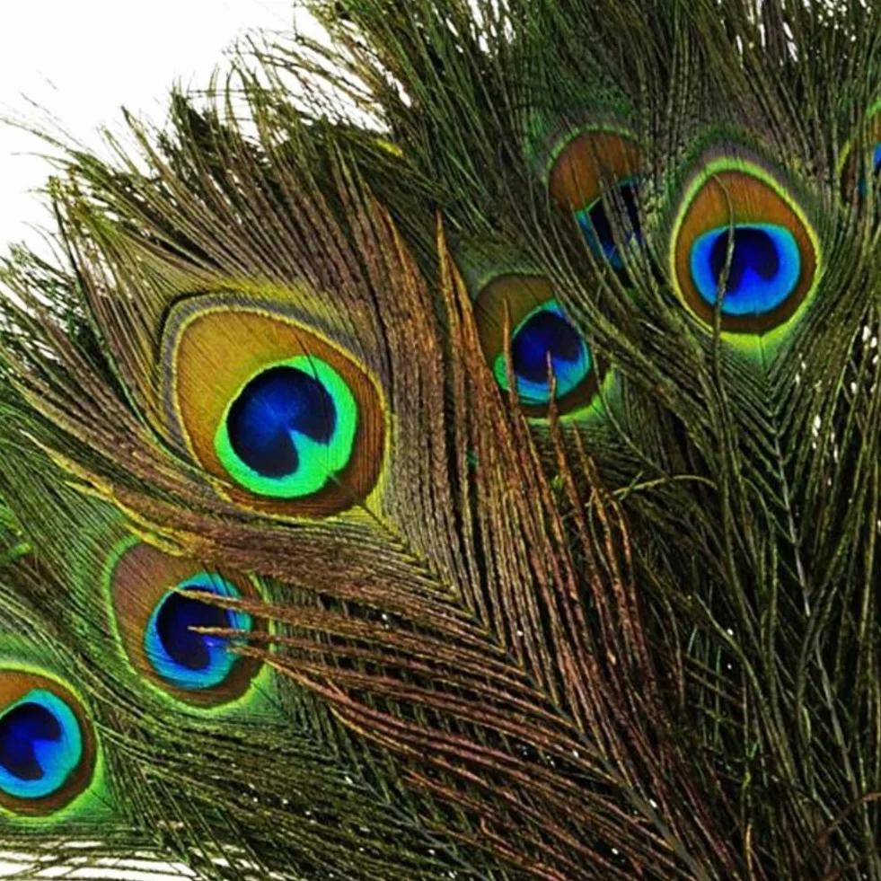 Piume naturali di pavone con occhi 16-20 pollici (40-50cm) per decorazioni casa e feste