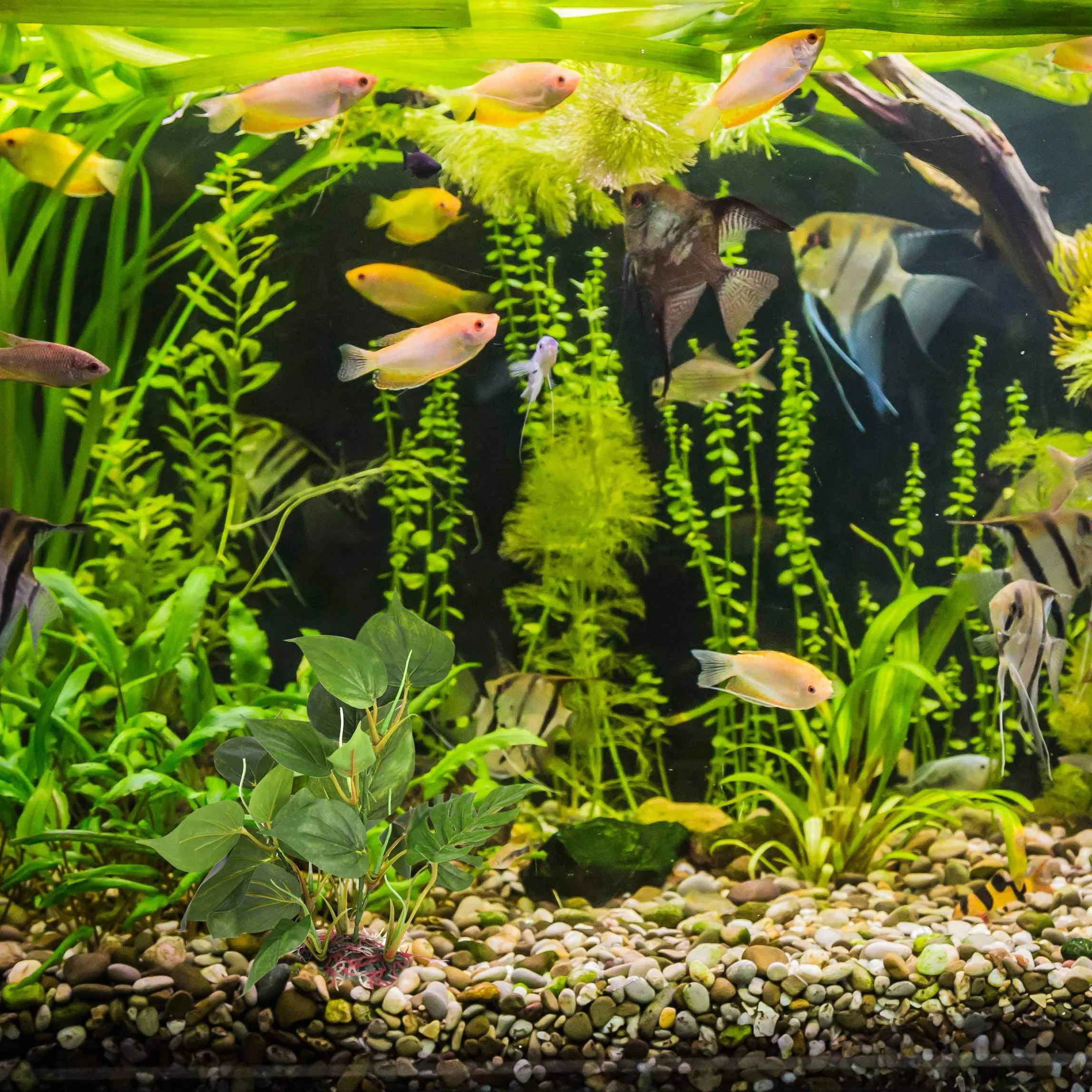 Digiflex Pianta Artificiale da Acquario 20 cm Foglie Verdi Ornamentali