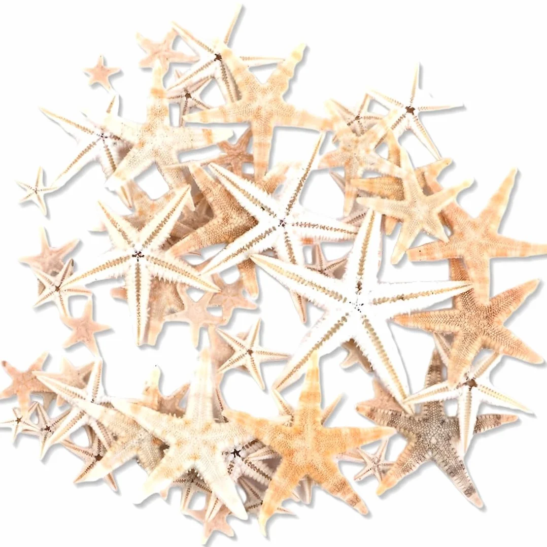JEYORZY 50 Pezzi Stelle Marine Marine Elementi Decorazione Fotografia Oggetti di Scena Decorazioni Casa Materiali Artigianali Fai da Te Ornamenti Paesaggistici 1-2CM