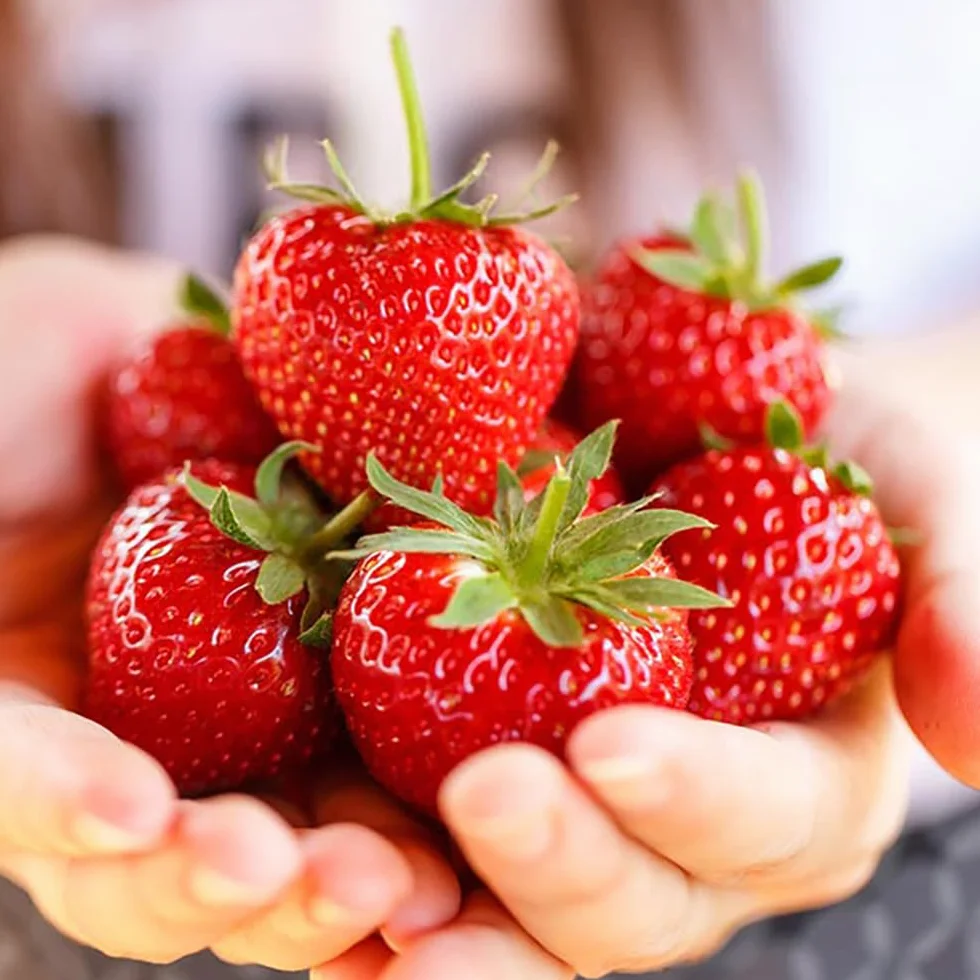 Fragole Artificiali Rosse di Plastica Frutta Finta 20 Pezzi per Decorazione Casa Cucina