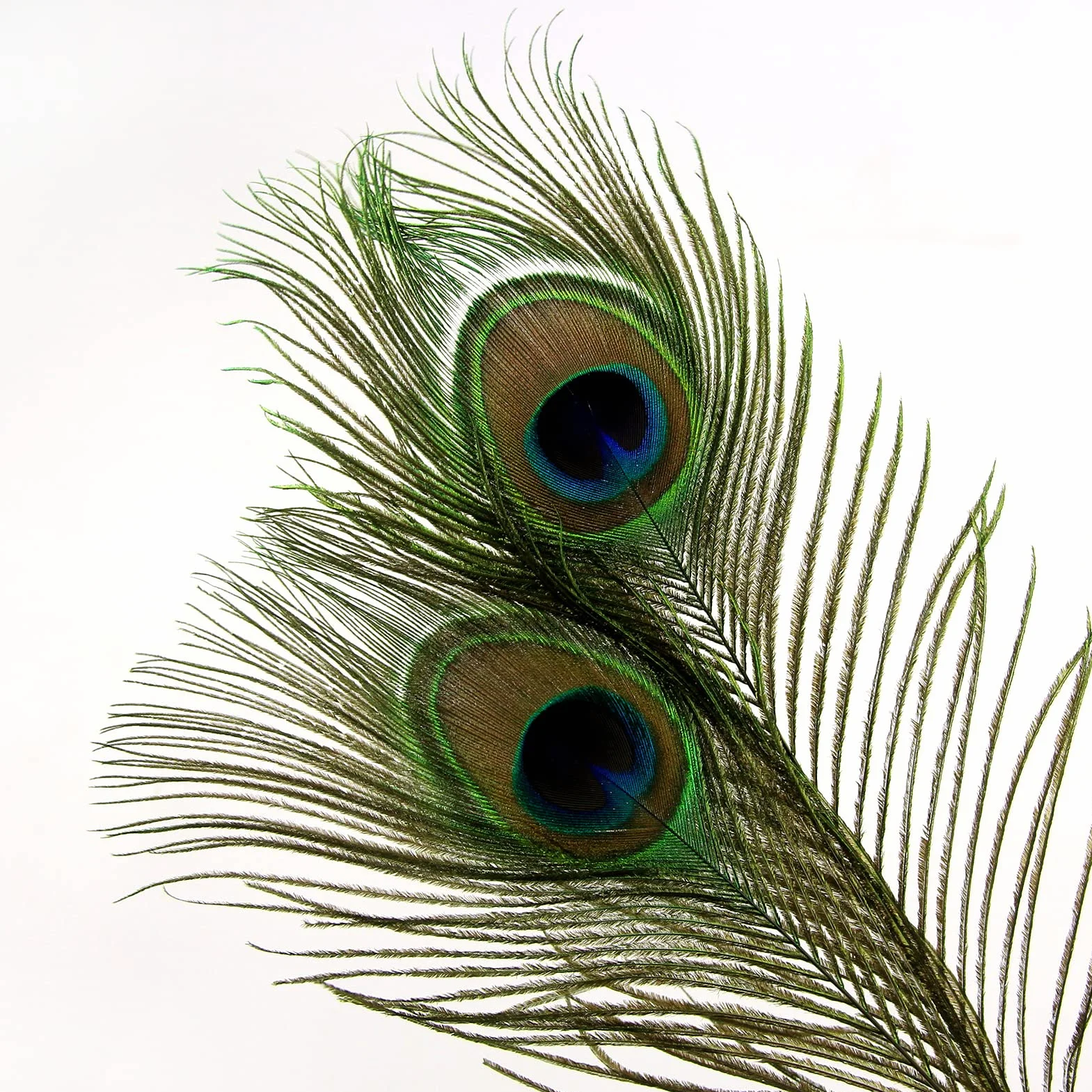 THARAHT 12pcs Peacock Feather Naturale 10-12 Pollici 25-30cm per Craft Vase Decorazione Piume di Pavone