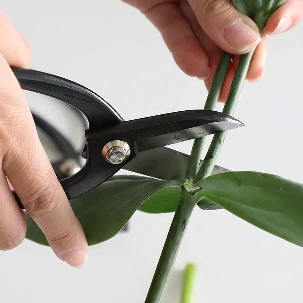 Wazakura Forbici Koryu Acciaio al Carbonio 170 mm Ikebana Floral Tool Kado Hasami Cesoie Giappone