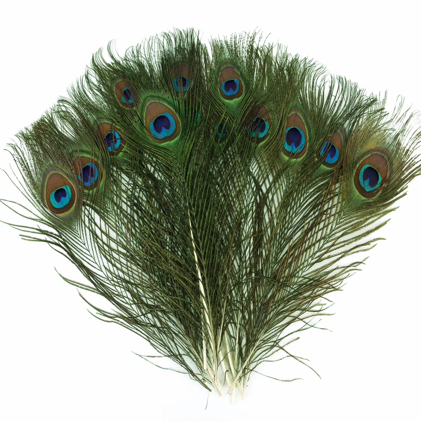 Piume di Pavone Naturali 28-32 cm Decorazione DIY Carnevale Halloween 15 Pezzi