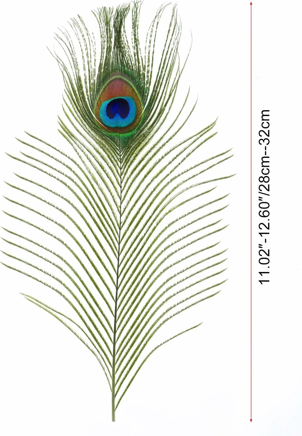 Piume di Pavone Decorative Naturali 30 Pezzi 25-30cm, MWOOT Accessori per Capelli DIY Carnevale