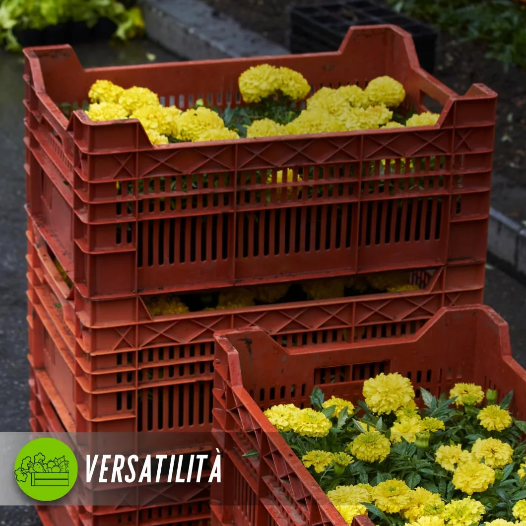 Generico Cassetta Agricola Ortofrutta Salvaspazio HDPE Polietilene , cassetta ortofrutta , cesta impilabile per raccolta frutta e verdura, 25 kg, Cassetta per l'agricoltura, Fondo Forato