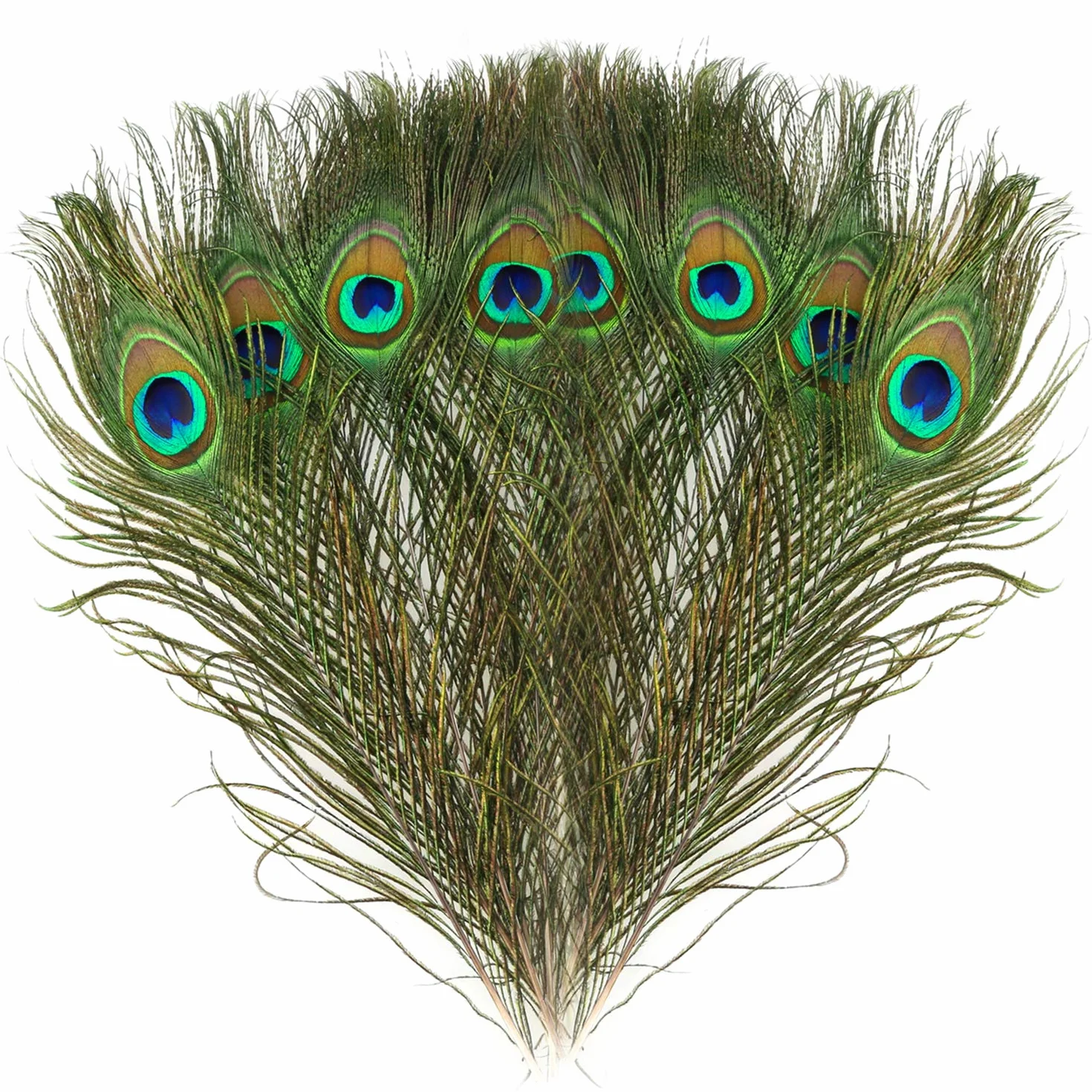 Piume di Pavone Naturali 28-32 cm Decorazione DIY Carnevale Halloween 15 Pezzi