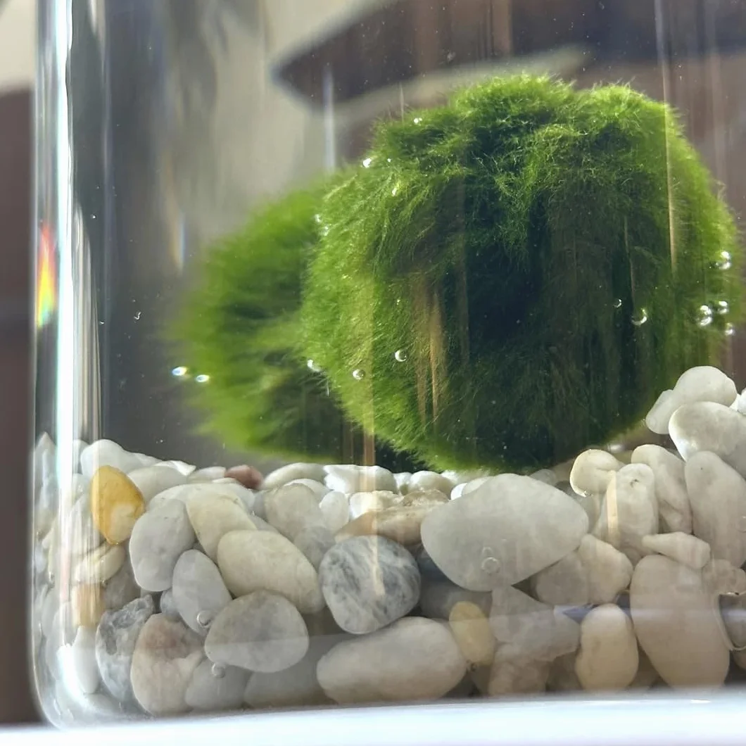 KAKI La Felicità è Nelle Piccole Cose Marimo Singolo Originale Vaso di Vetro con Tappo Sughero 8cm 11cm Made in Italy