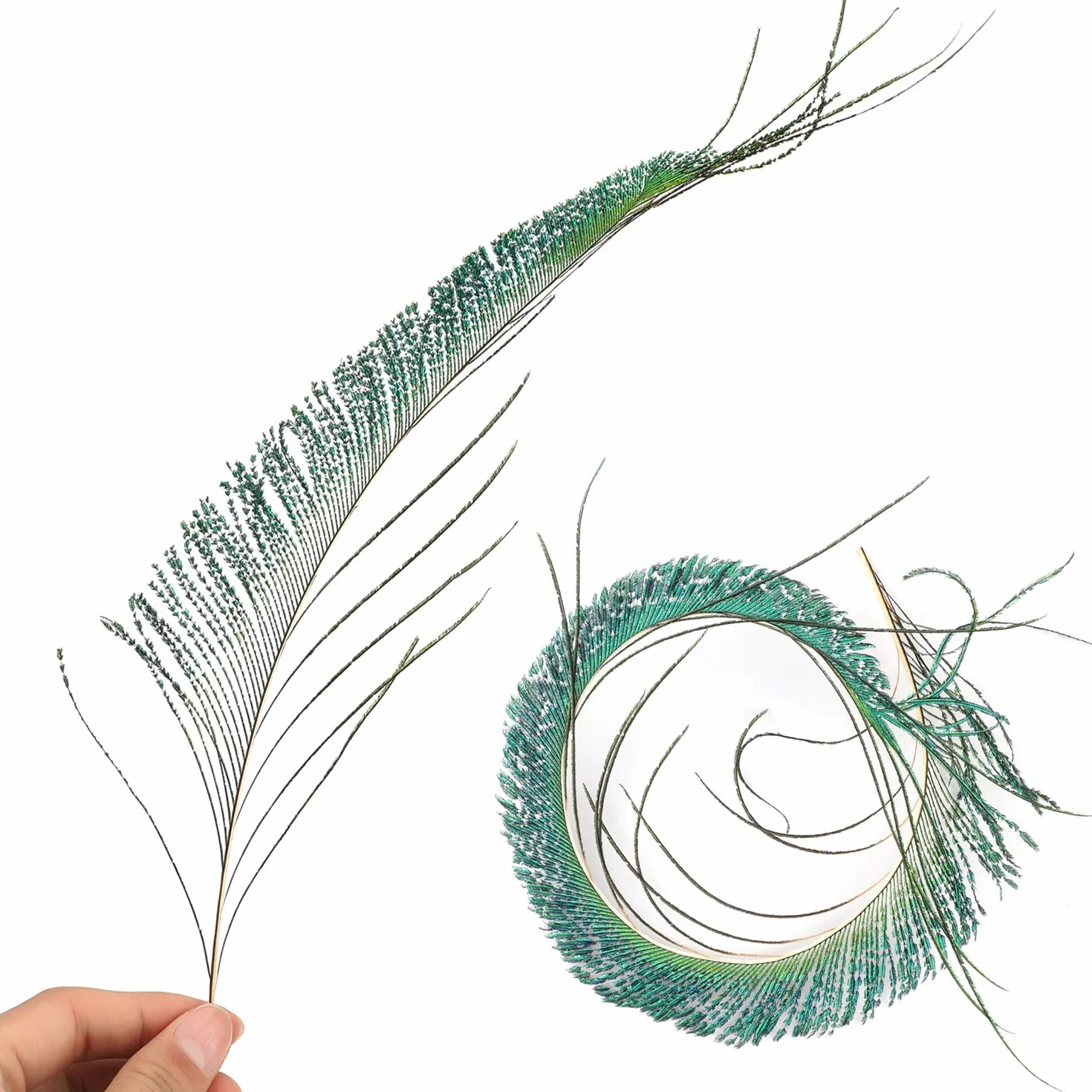 Piume di Pavone 30 Pezzi Naturali, Piume di Spada di Pavone 25-35cm per Decorazione DIY Carnevale Halloween Artigianato