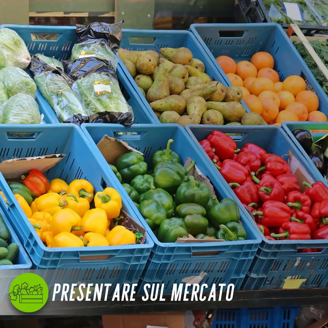 Generico Cassetta Agricola Ortofrutta Salvaspazio HDPE Polietilene , cassetta ortofrutta , cesta impilabile per raccolta frutta e verdura, 25 kg, Cassetta per l'agricoltura, Fondo Forato