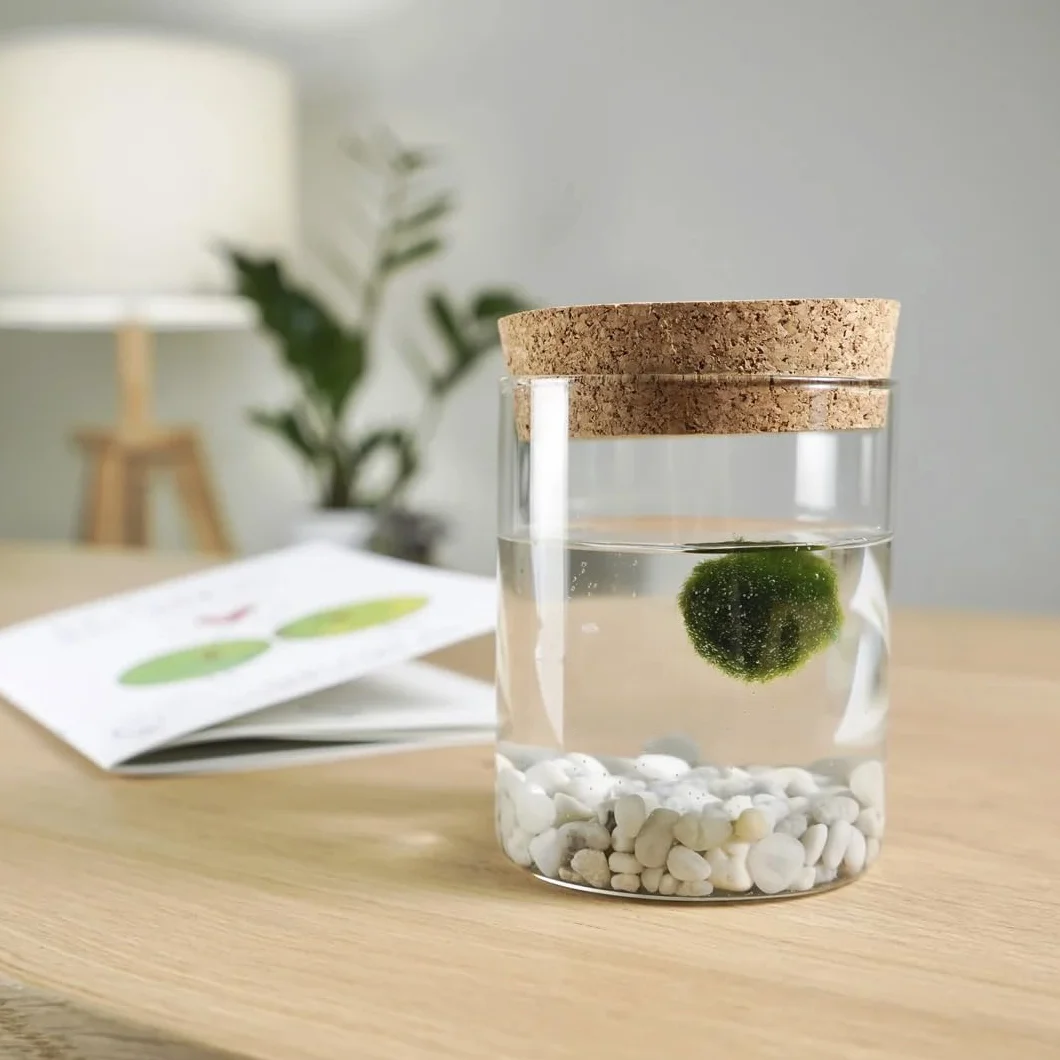 KAKI La Felicità è Nelle Piccole Cose Marimo Singolo Originale Vaso di Vetro con Tappo Sughero 8cm 11cm Made in Italy