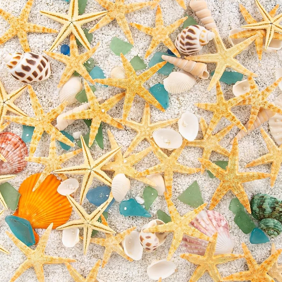 JEYORZY 50 Pezzi Stelle Marine Marine Elementi Decorazione Fotografia Oggetti di Scena Decorazioni Casa Materiali Artigianali Fai da Te Ornamenti Paesaggistici 1-2CM