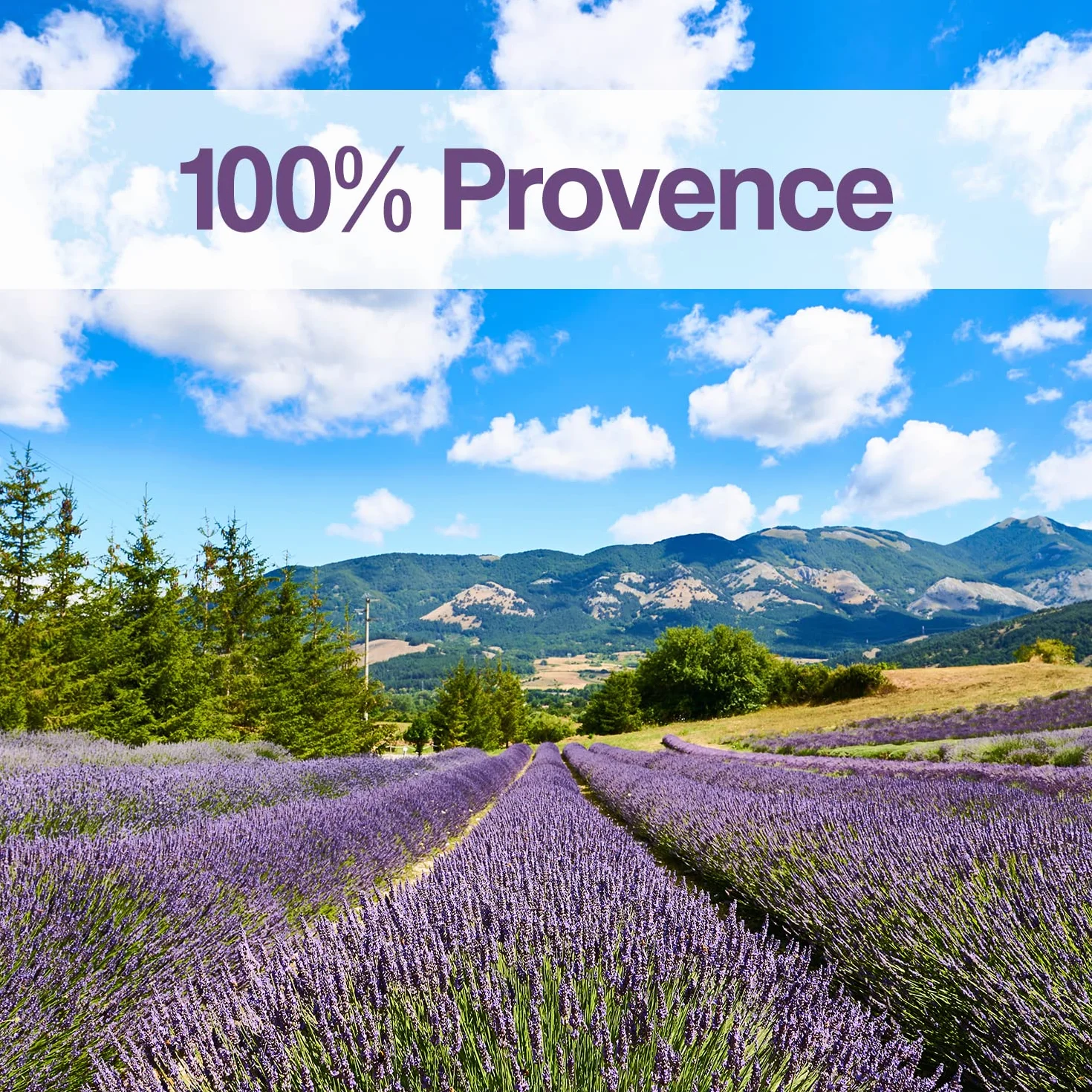 OLILLY Raccolta 2025-12 Sacchetti con Lavanda di Provenza (Bianco, 12 Sacchetti)