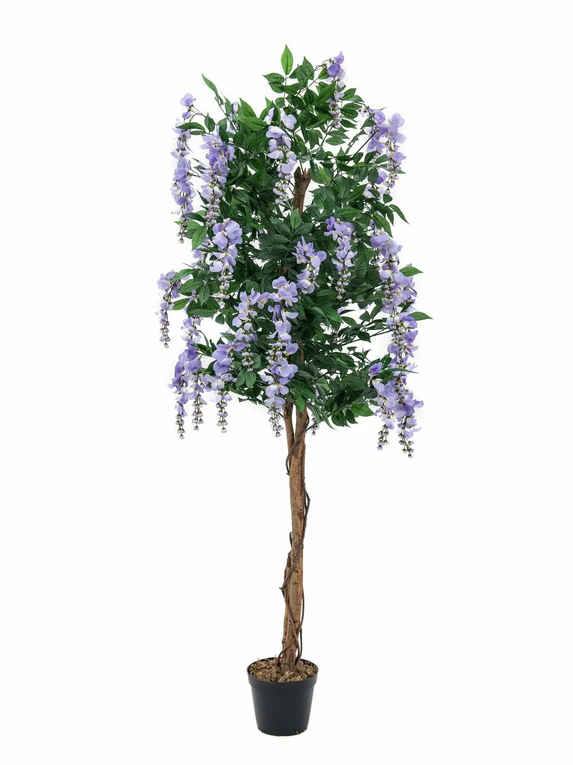 Europalms 180 cm Wisteria, Viola