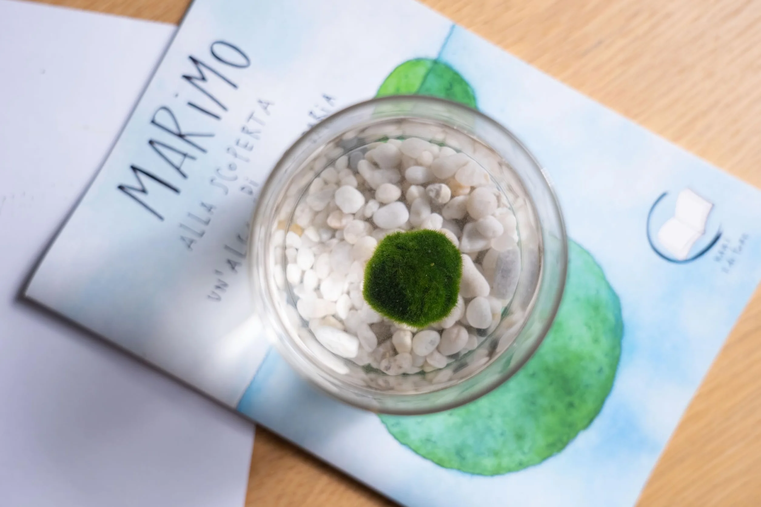 KAKI La Felicità è Nelle Piccole Cose Marimo Singolo Originale Vaso di Vetro con Tappo Sughero 8cm 11cm Made in Italy