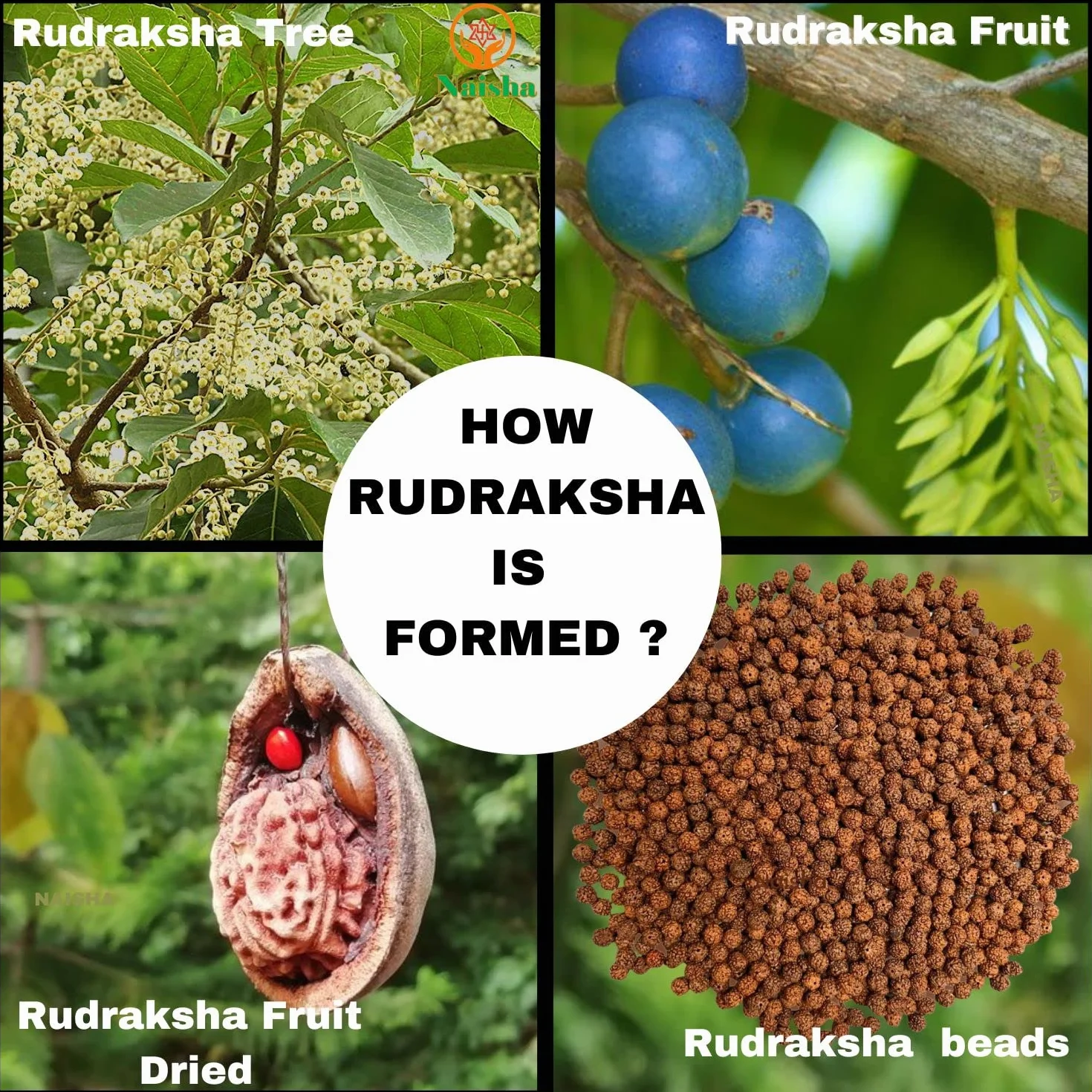 Naisha Tulsi Holy Basil Japa Mala & Rudraksha Mala, 108+1 perline Japa Mala, 5 facce Panch Mukhi Rudraksha Seed per Mantra Jaap quotidiano con nappina