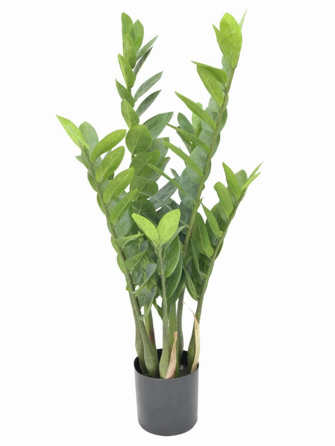 artplants.de Gemma di Zanzibar Artificiale (Zamioculcas zamilifolia), in Vaso, 7 Rami, 70cm - Cespuglio Artificiale/Pianta Ufficio